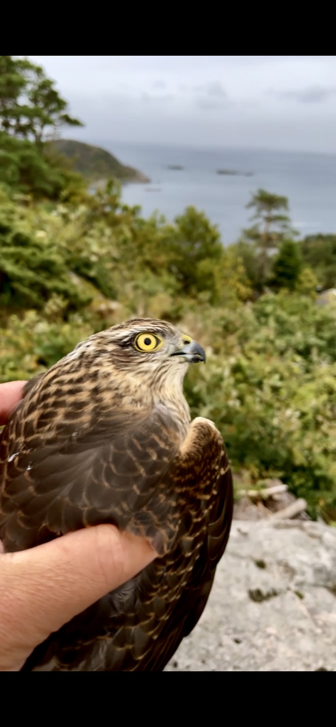 I rescued a hawk! Just a small everyday happy&nbsp;story.