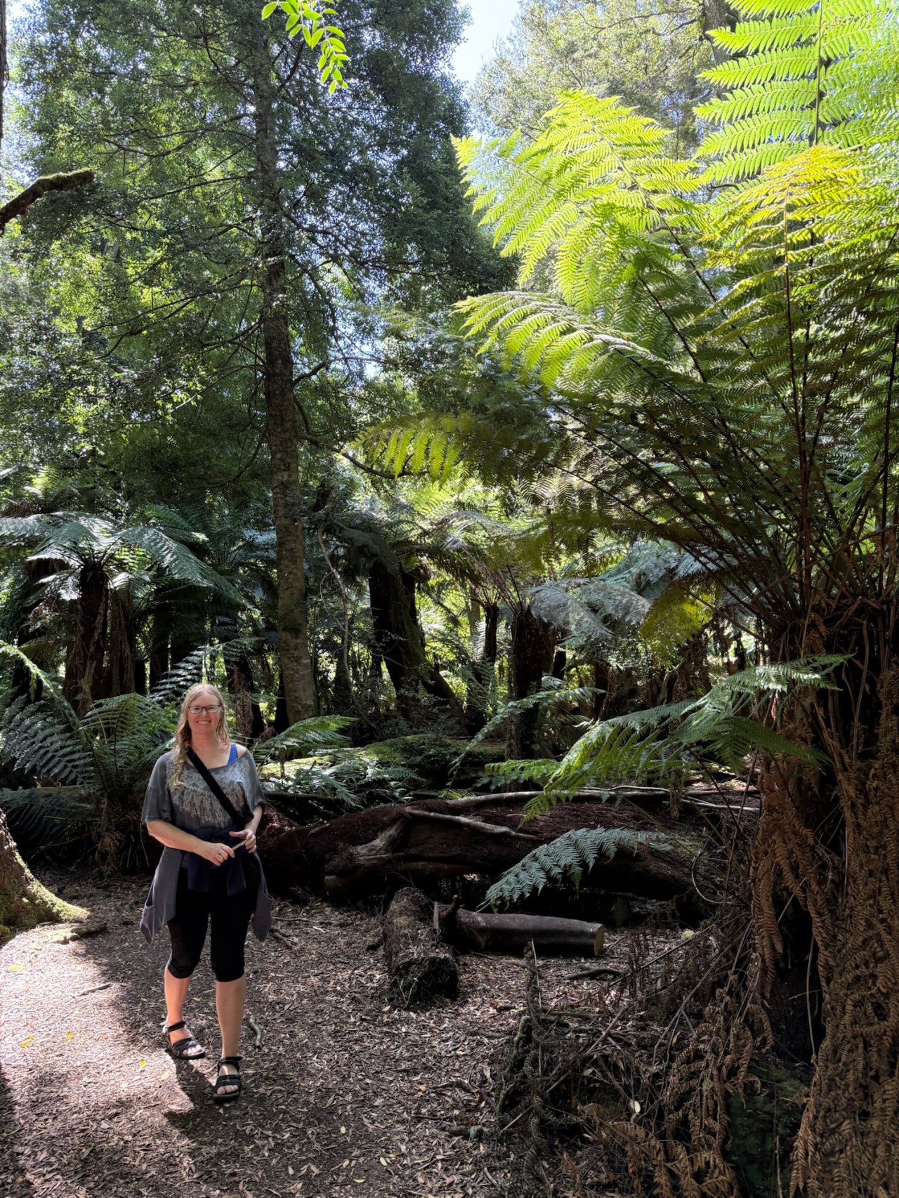 A very short walk on the Weldborough Pass Rainforest Walk,&nbsp;Tasmania