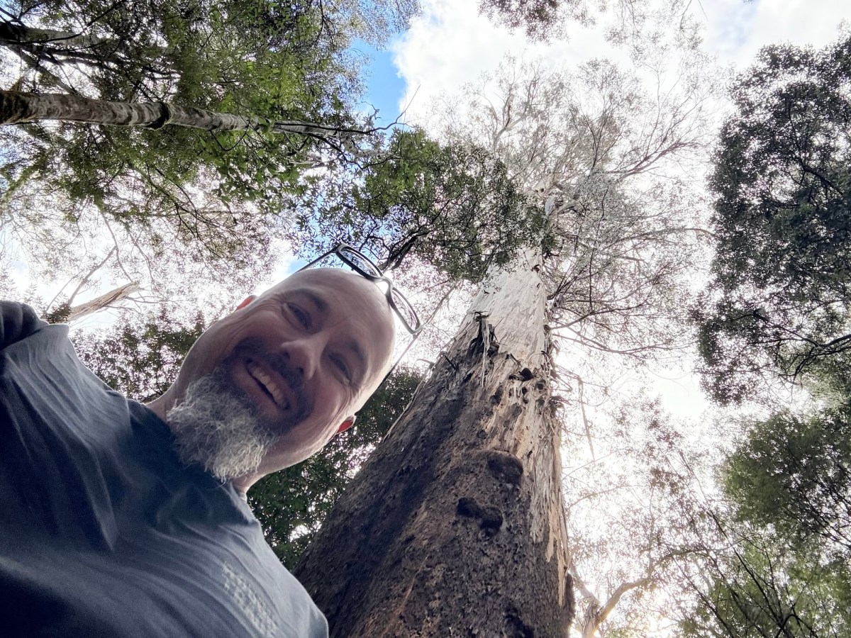 The Tall Trees Walk, Mount Field National Park,&nbsp;Tasmania