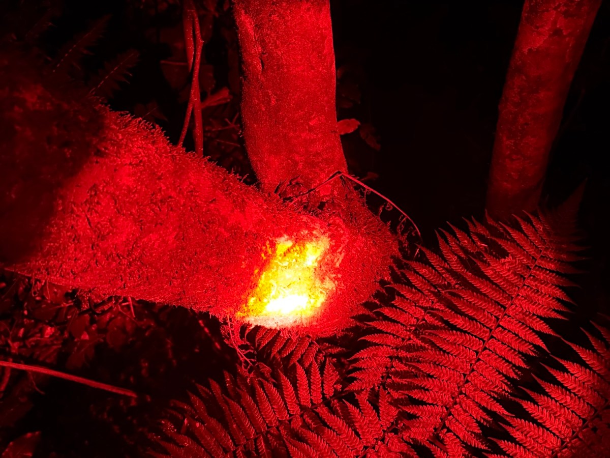 Visiting Zealandia (Te Māra a Tāne) Sanctuary in&nbsp;Wellington