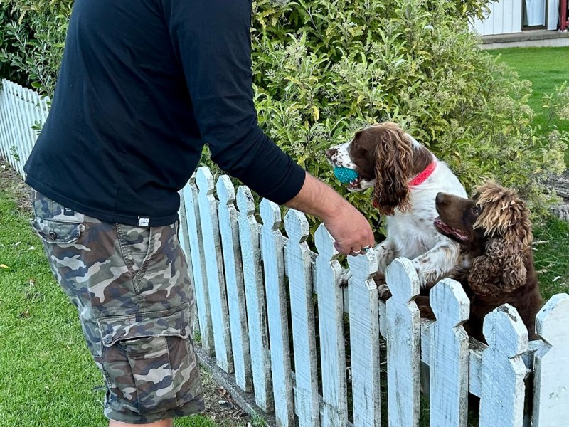 Random New Zealand: Dogs, Coffee & Glorious&nbsp;Chaos
